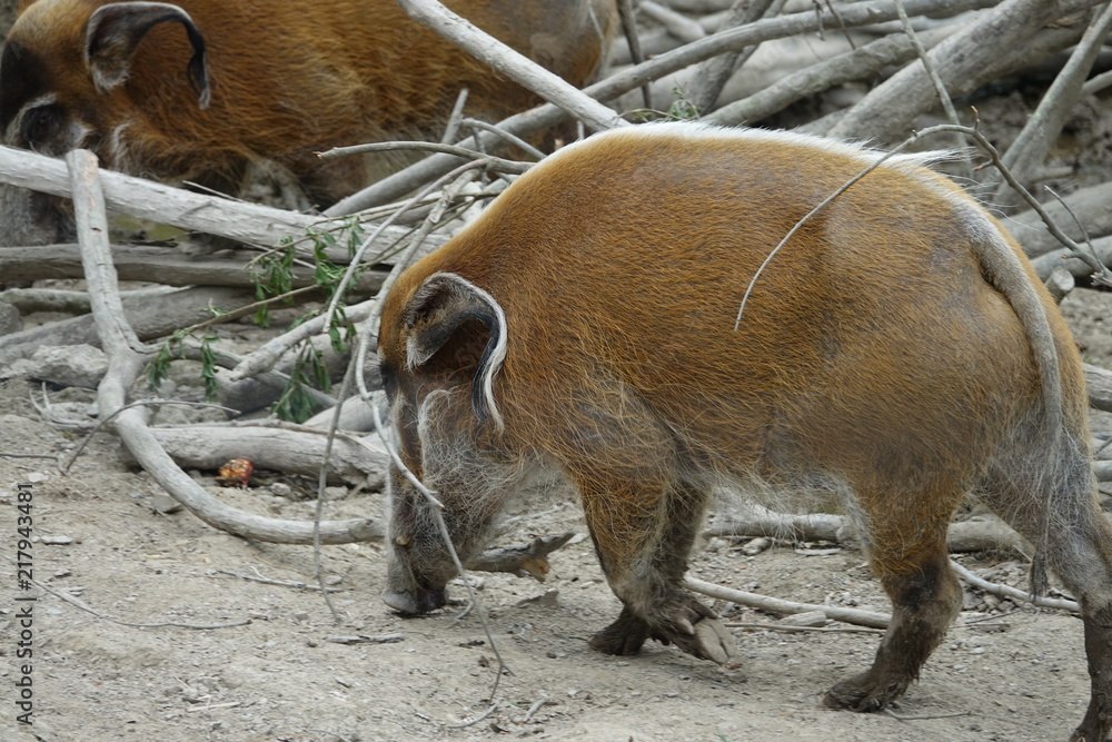 American Hog-01