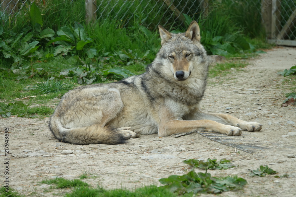 Wolf-07