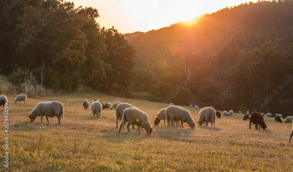 Fototapeta premium schafe vor sonnenuntergang