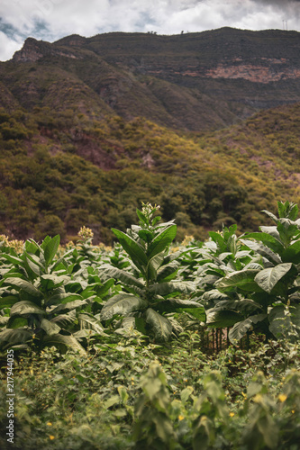Plantación de tabaco en el valle.