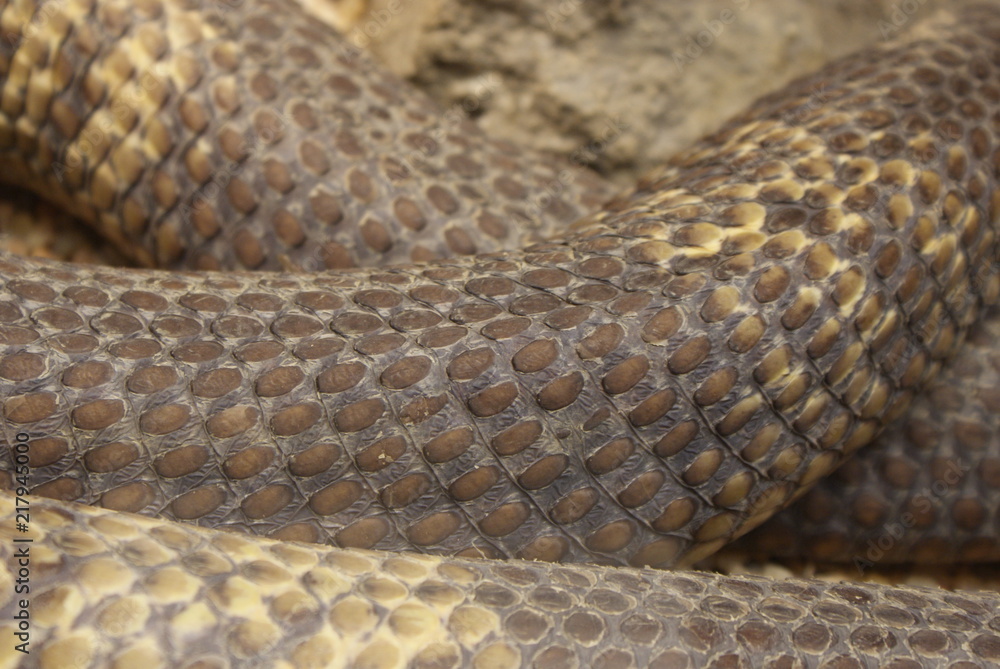 Fototapeta premium Detalle de cuerpo, piel, escamas y textura de serpiente cobra de color pardo, marrón, gris y amarillo. Vista de cerca de anatomía de reptil ofidio venenoso neurotóxico.