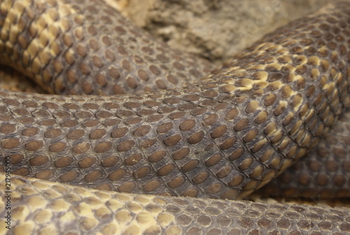 Detalle de cuerpo, piel, escamas y textura de serpiente cobra de color pardo, marrón, gris y amarillo. Vista de cerca de anatomía de reptil ofidio venenoso neurotóxico.