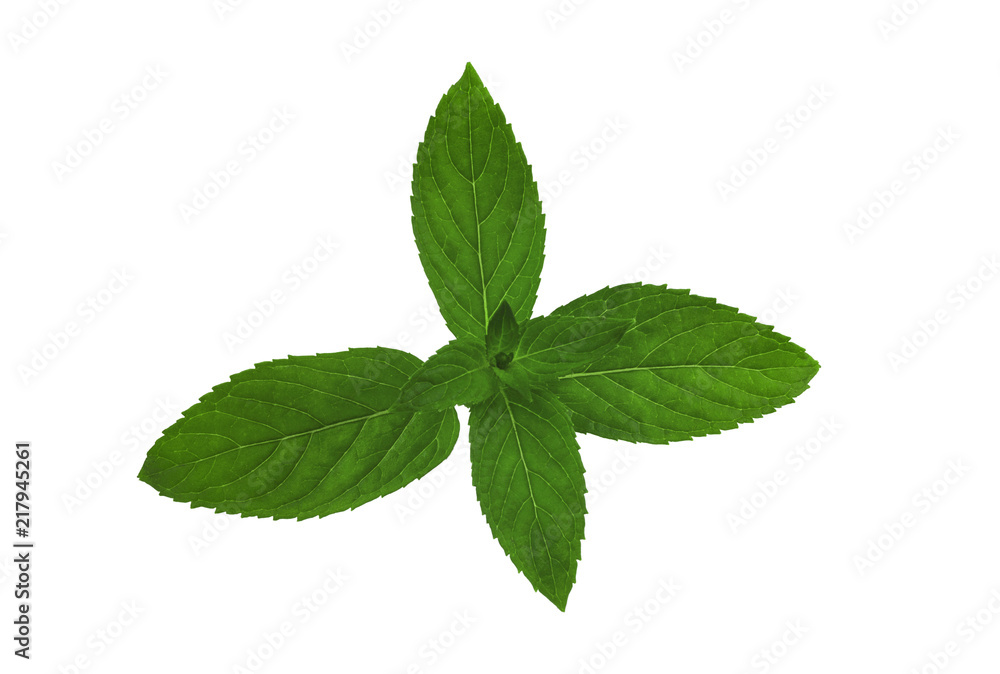 Fresh mint branch isolated on white background Fresh mint branch isolated on white background