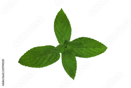 Fresh mint branch isolated on white background