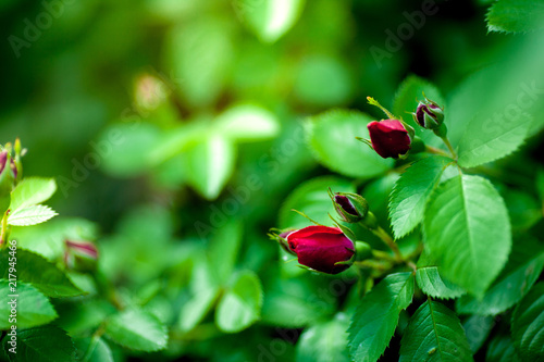 Rose buds in the garden over natural background