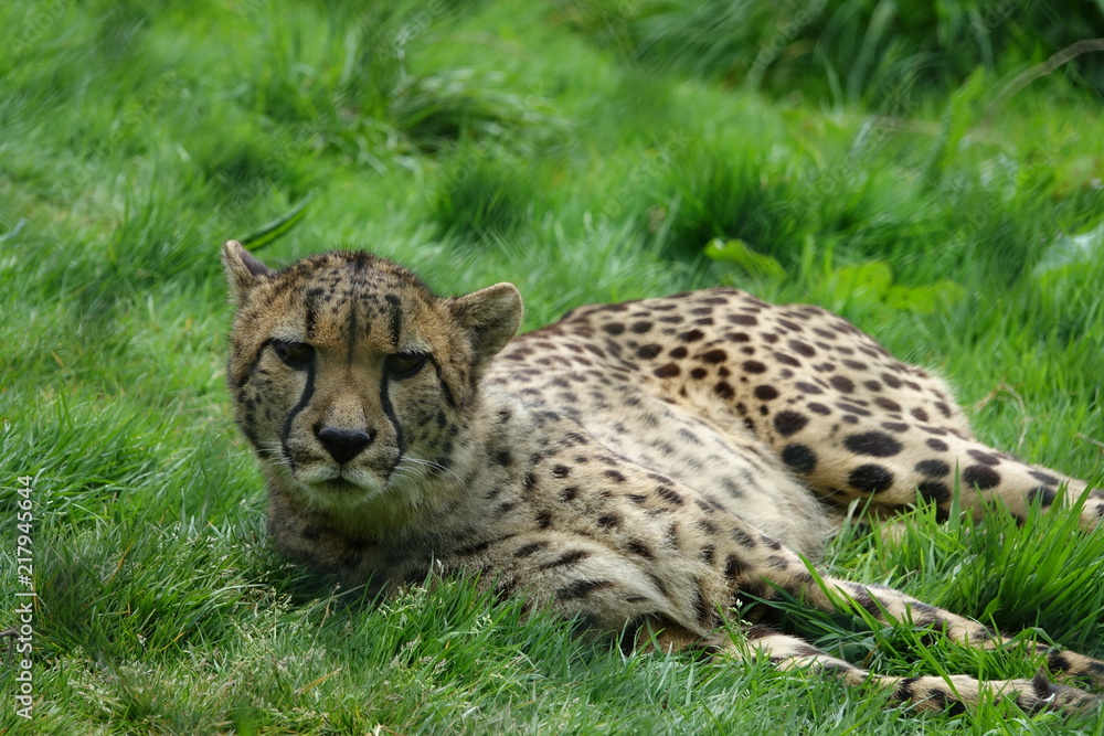 Cheetah in grass-02