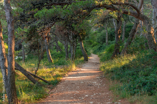 Fototapeta Naklejka Na Ścianę i Meble -  Path among Pinian trees at Adriatic See shore in Banjole (Pula, Croatia)