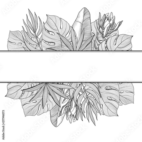 Banner with top and bottom borders of tropical, jungle palm leaves, hand-drawn vector illustration isolated on white background. Banner with tropical, jungle leaves, hand drawn black and white frame