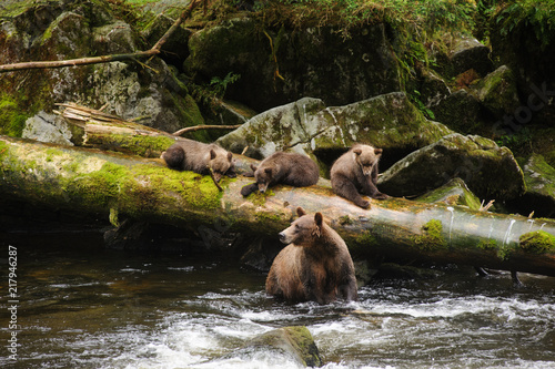 Brown bear sow and cubs in Anan Creek, Tongass National Forest, Alaska