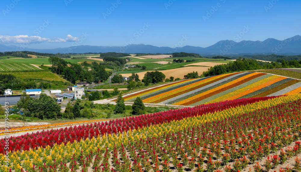 夏の美瑛四季彩の丘stock Photo Adobe Stock