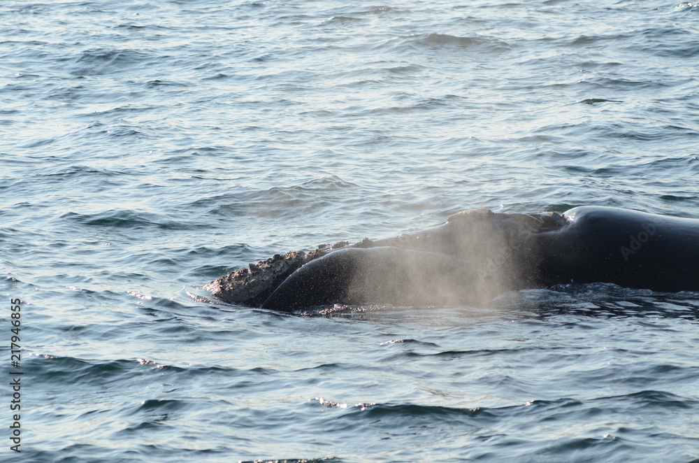 Obraz premium Soffio della balena nella baia di Hermanus