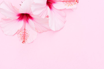 Wellness background with two hibiscus flowers on pink