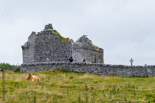 Cow in front of Carron Church Kuh vor Carron Church photo