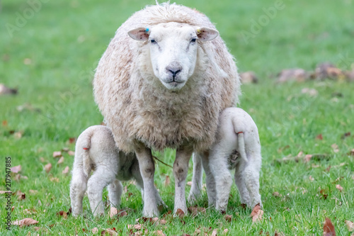 twin lambs feeding of mother ewe photo