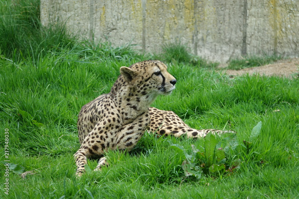 Cheetah in grass-07