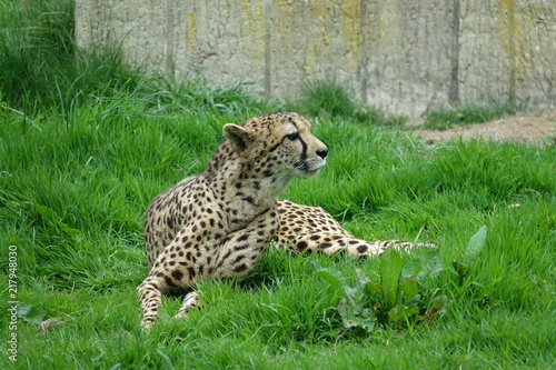 Obraz na płótnie Cheetah in grass-07 w salonie