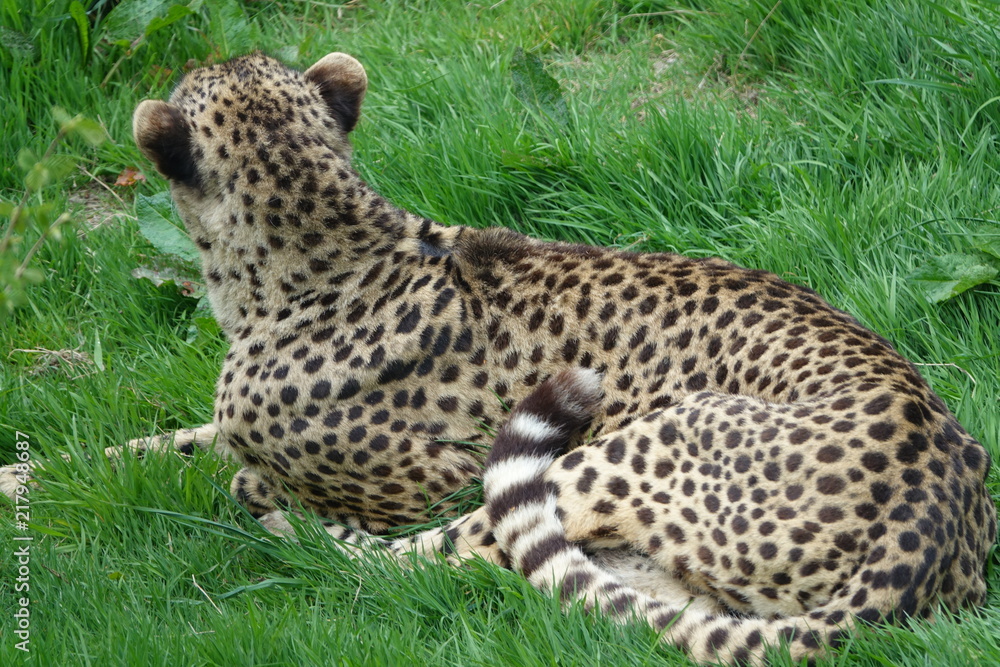 Cheetah in grass-08