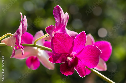 Beautiful Orchid Thai Flower Rhynchostylis