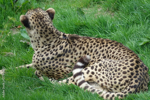 Obraz na płótnie Cheetah in grass-08 w salonie