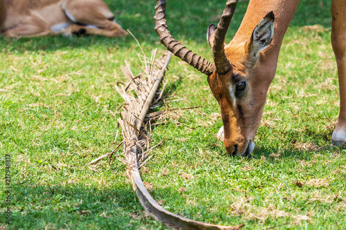 Canvas Print The Impala of the zoo in Changlong, Guangzhou, China