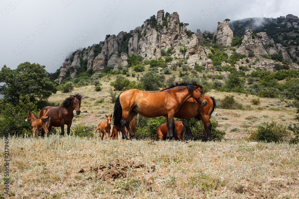 Obraz premium horses in the mountains