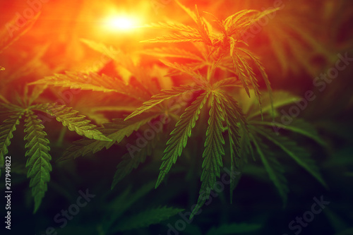 Wallpaper Mural  marijuana  background at sunset. bush cannabis. Torontodigital.ca