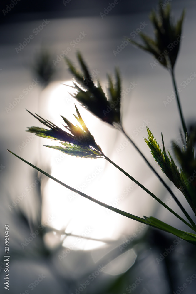 Green grass flowers of Cyperus involucratus (umbrella plant), also ...