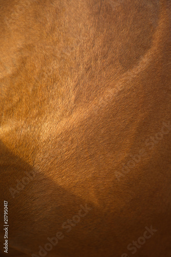 Wallpaper Mural Asian horse Torontodigital.ca