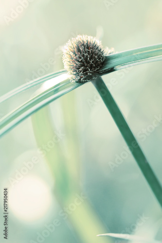 Green grass flowers of Cyperus involucratus (umbrella plant), also known as papyrus sedges, photo