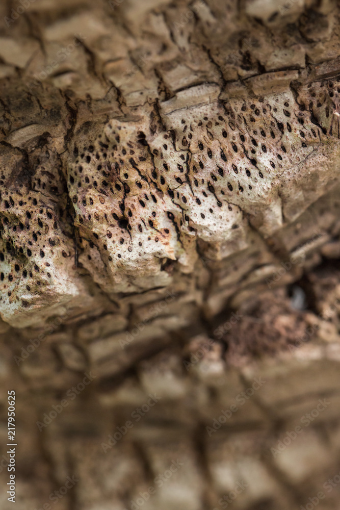 Texture of palm bark.Macro extreme close up.