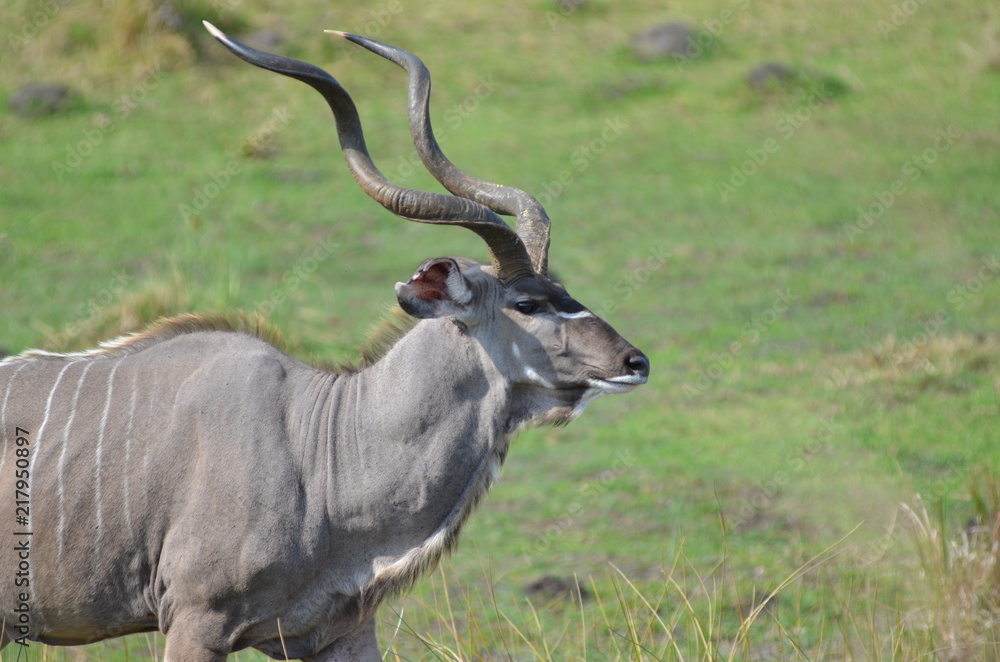 Antilope con grandi corni Antilope con grandi corni