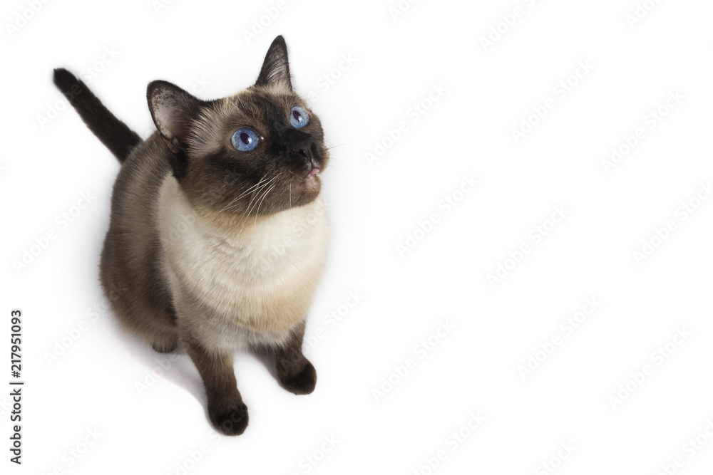 Obraz premium Ariel view of a Siamese adult cat looking up on white background, isolated