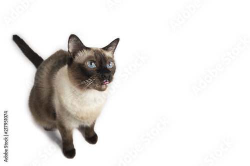Funnny Siames adult cat's tongue out on white background, isolated