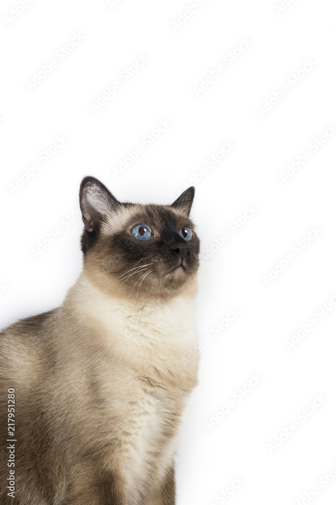 Siamese adult cat portrait looking up and forward on white background, isolated