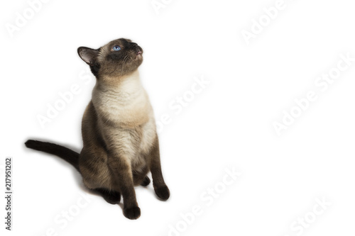 Siamese adult cat looking up, tongue out, on white background, isolated © seciltaylan