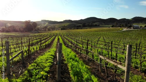 Low altitude flight sideways showing rows of vineyards in Napa Valley, California photo