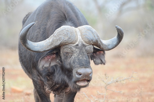 Bufala Nera sudafricana
