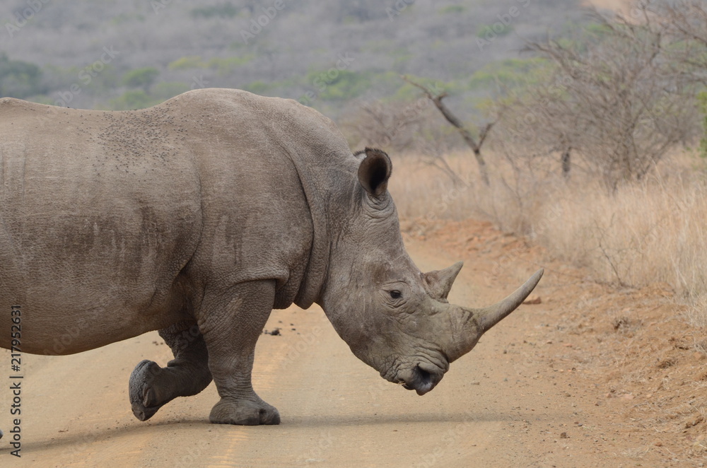 Rinoceronte che attraversa il sentiero al parco nazionale Kruger Rinoceronte che attraversa il sentiero al parco nazionale Kruger