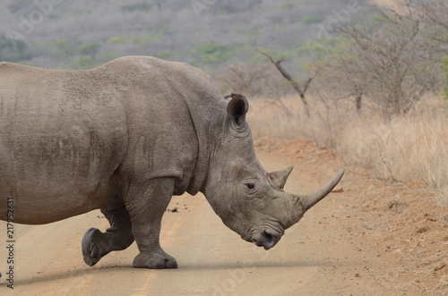 Rinoceronte che attraversa il sentiero al parco nazionale Kruger