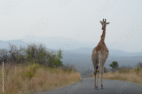 Giraffa a spasso nella savana sudafricana photo