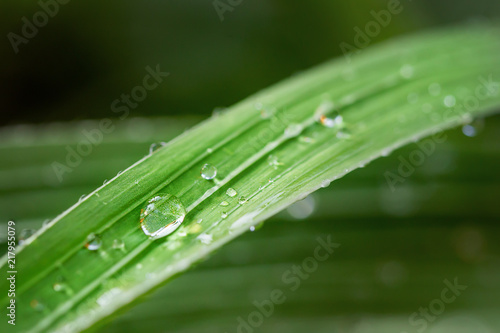 morning Dew water drops on green fresh grass. Beautiful leaf texture in nature. Natural background wallpaper