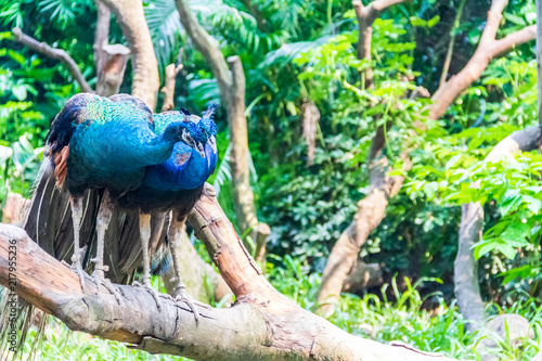 A pair of beautiful blue peacocks standing on a tree. photo