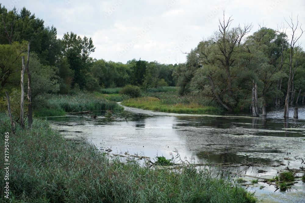 Altwasser an der Donau in Deutschland sin wertvolle Brutplätze für seltene Vögel und Fische
Altwasser an der Donau in Deutschland sin wertvolle Brutplätze für seltene Vögel und Fische