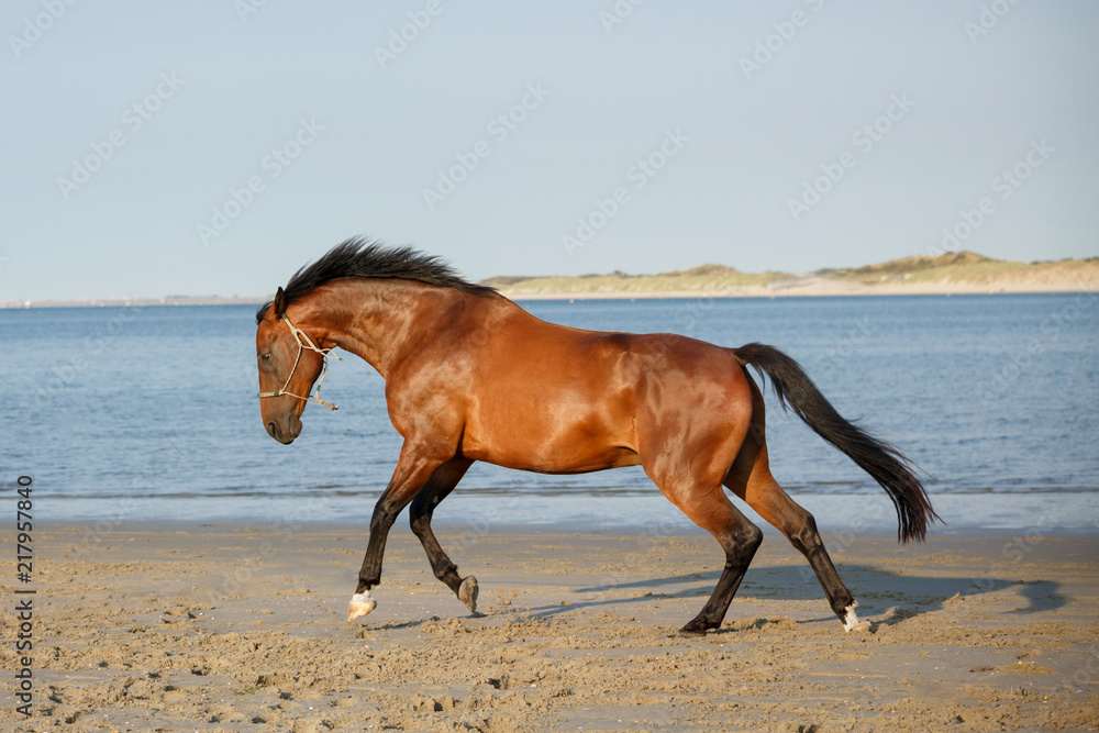 Pferd springt am Strand