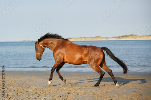 Pferd springt am Strand