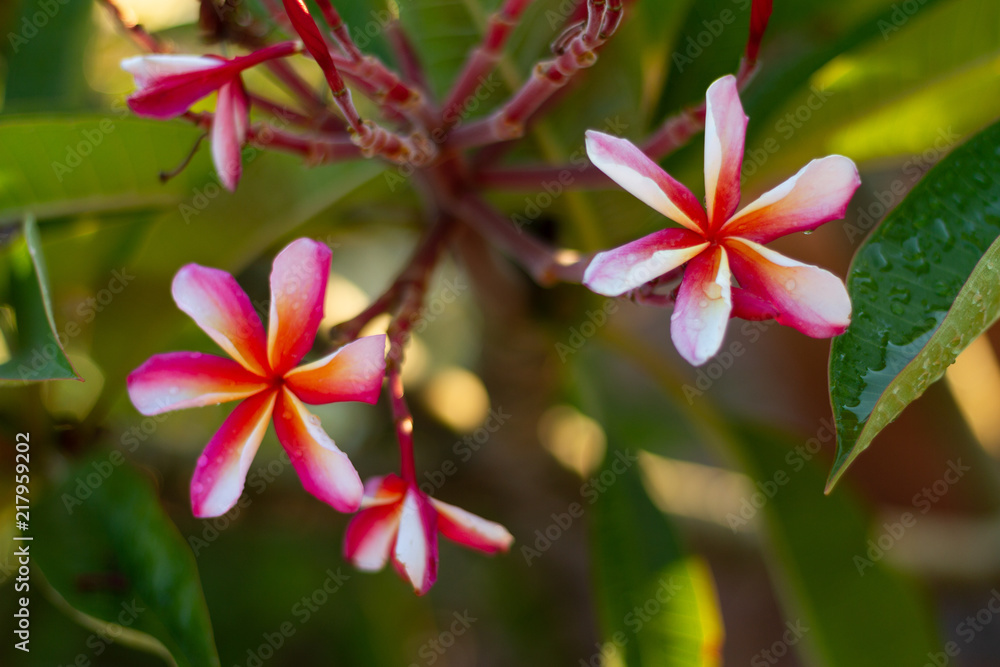 Fototapeta premium Tropical Plants