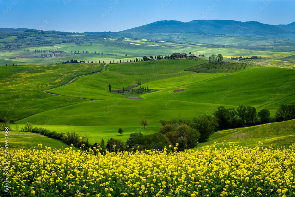 Spring flowers blooming in Tuscany hillside, bright green and yellows with blight blue sky