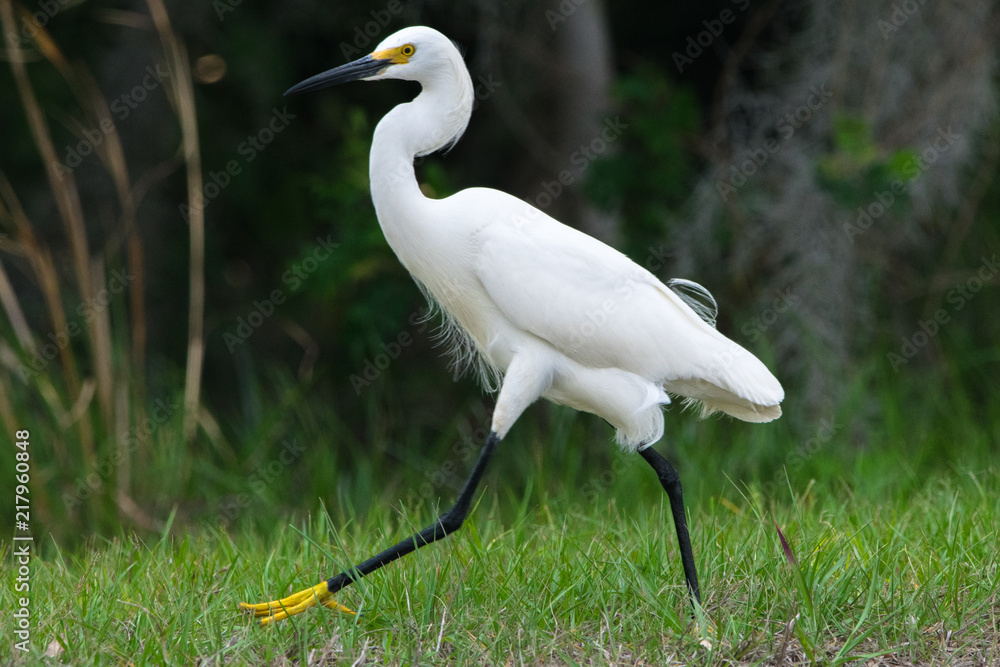 Snowy Egret Snowy Egret