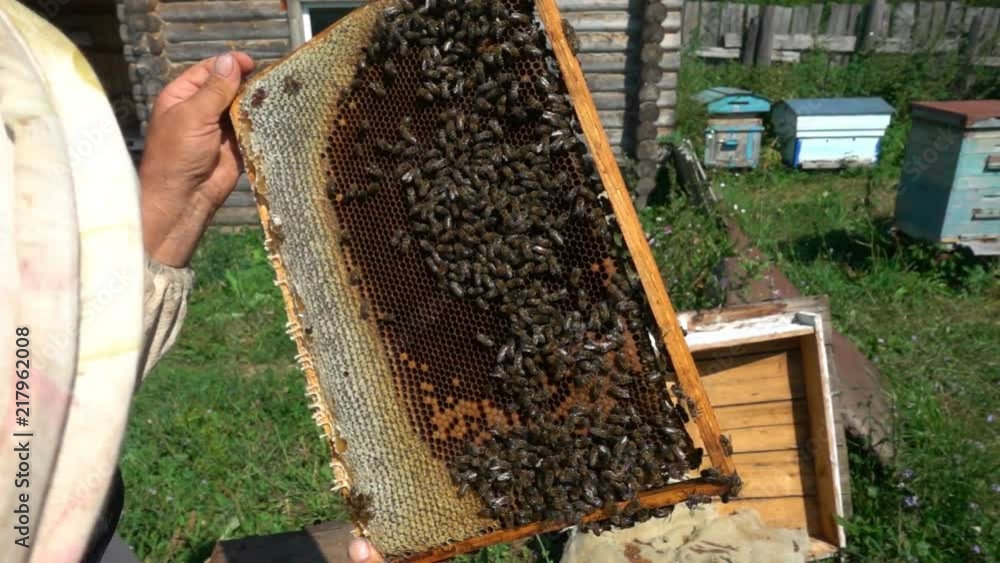 beekeepers inspect a beehive, slow motion beekeepers inspect a beehive, slow motion