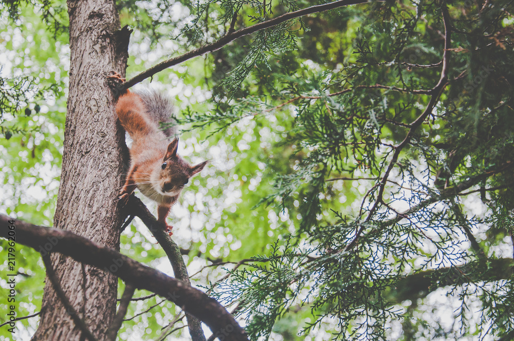 Squirrel on the tree in the woods Squirrel on the tree in the woods